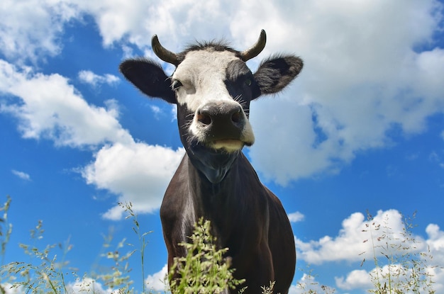 Ritratto di una mucca in bianco e nero sul pascolo al pascolo su uno sfondo di cielo blu con nuvole