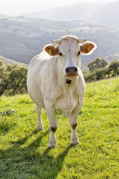 Ritratto di una mucca in piedi sul campo