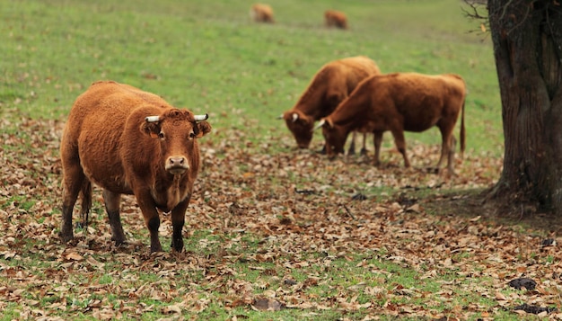 Ritratto di una mucca in piedi sulla terraferma