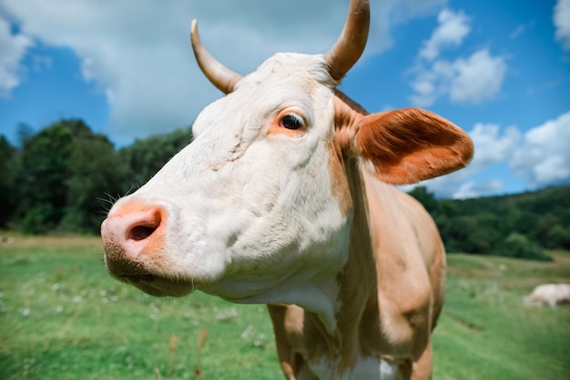 Ritratto di una mucca in una fattoria da vicino