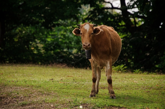 Ritratto di una mucca marrone in piedi fuori