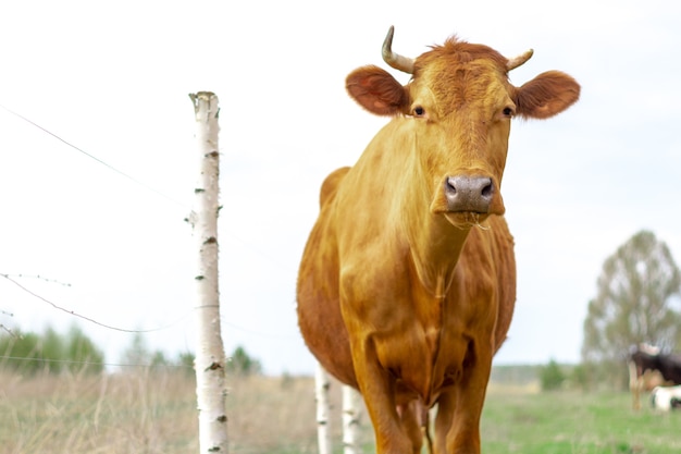 Ritratto di una mucca rossa che cammina in un prato verde con una mandria vicino a una recinzione fatta di tronchi di betulla.