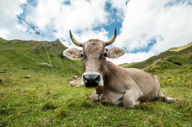 Ritratto di una mucca su un paesaggio alpino contro il cielo