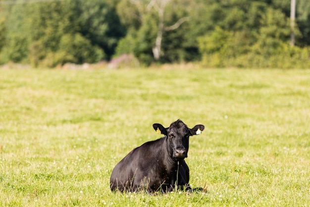 Ritratto di una mucca su un prato