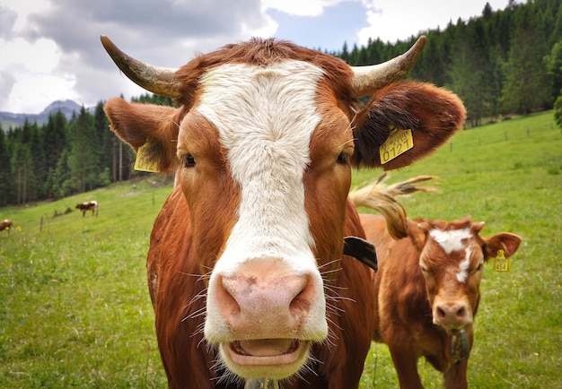 Ritratto di una mucca sul campo erboso durante una giornata di sole