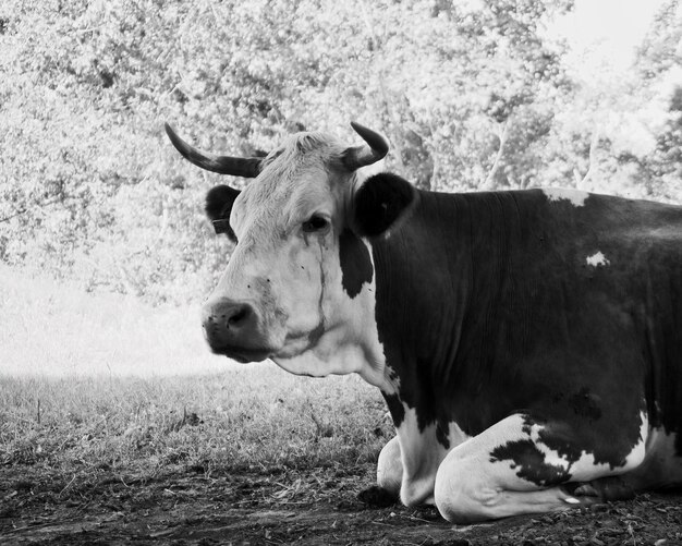 Ritratto di una mucca sul campo