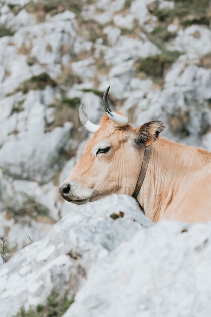 Ritratto di una mucca sul pittoresco paesaggio estivo dell'altopiano Bellissimo paesaggio con le montagne. Panorama dal punto di vista a Lagos de Covadonga, Parco Nazionale Picos de Europa, Asturie, Spain