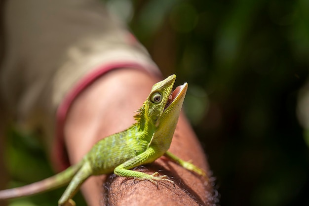 Ritratto di una piccola iguana verde su una mano d'uomo su un'isola tropicale di Bali Indonesia Primo piano macro