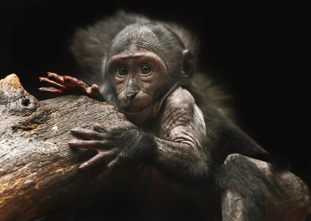 Ritratto di una piccola scimmia nello zoo
