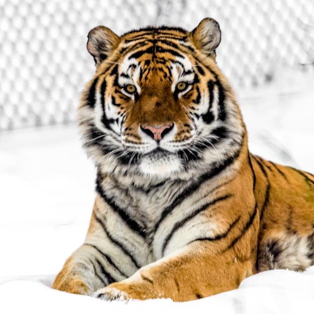 Ritratto di una rilassata tigre siberiana sulla neve