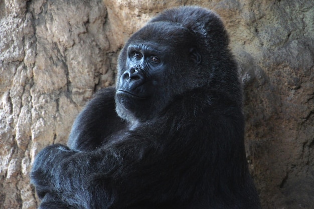 Ritratto di una scimmia che guarda lontano nello zoo