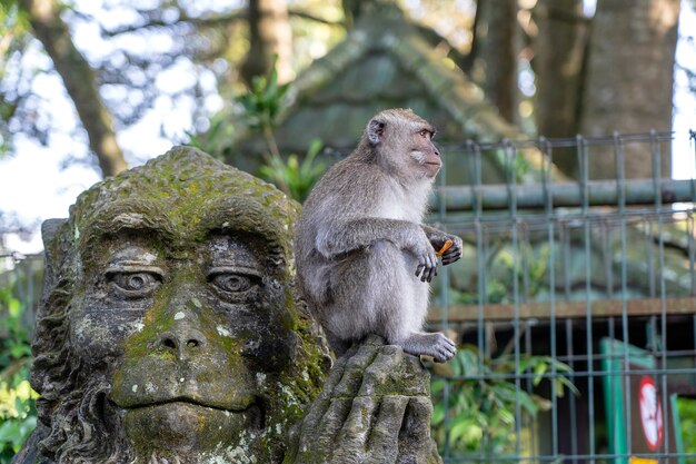 Ritratto di una scimmia seduta su una scultura in pietra di una scimmia nella sacra foresta delle scimmie a Ubud, isola di Bali, Indonesia. Avvicinamento