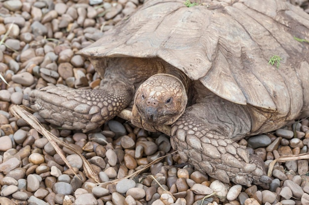 Ritratto di una tartaruga africana spronata Cabarceno Cantabria Spagna