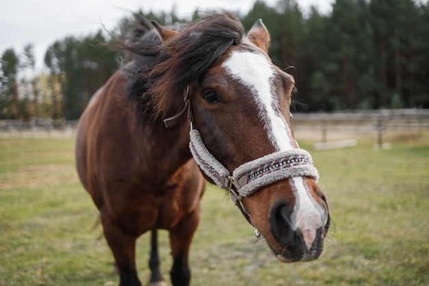 Ritratto di una testa di cavallo rosso su un campo verde in una voliera