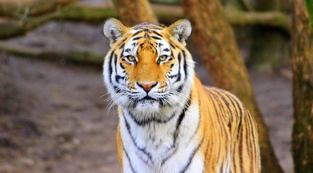Ritratto di una tigre allo zoo