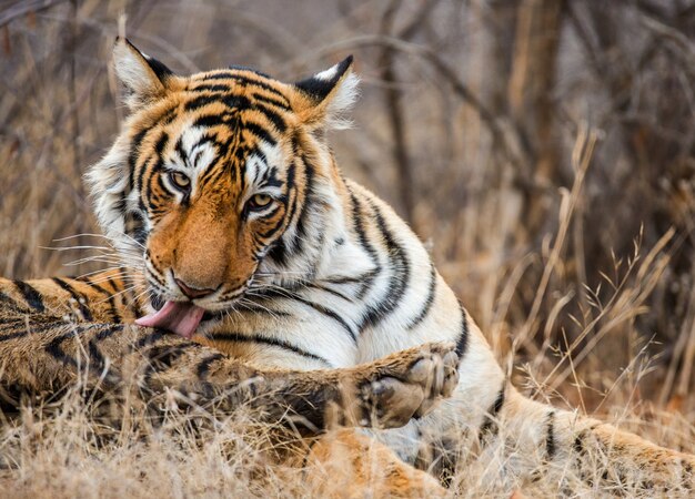 Ritratto di una tigre del Bengala. Parco nazionale di Ranthambore. India.