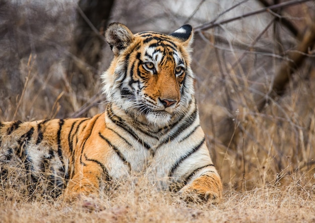 Ritratto di una tigre del Bengala. Parco nazionale di Ranthambore. India.