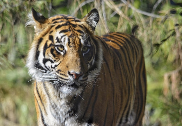 Ritratto di una tigre in primo piano