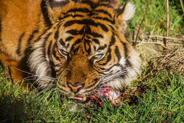 Ritratto di una tigre in primo piano