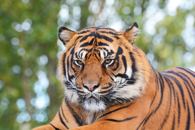 Ritratto di una tigre in primo piano