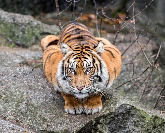 Ritratto di una tigre nello zoo