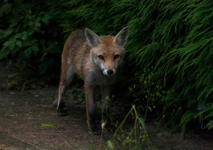Foto ritratto di una volpe in piedi contro le piante nella foresta