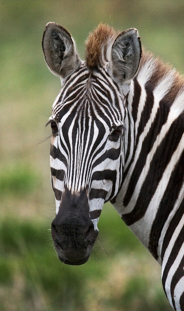 Ritratto di una zebra. Avvicinamento. Kenya. Tanzania. Parco Nazionale. Serengeti. Maasai Mara.