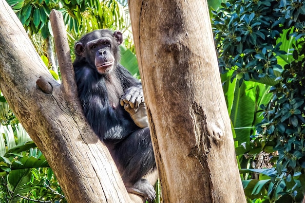 Ritratto di uno scimpanzé seduto su un ramo allo zoo