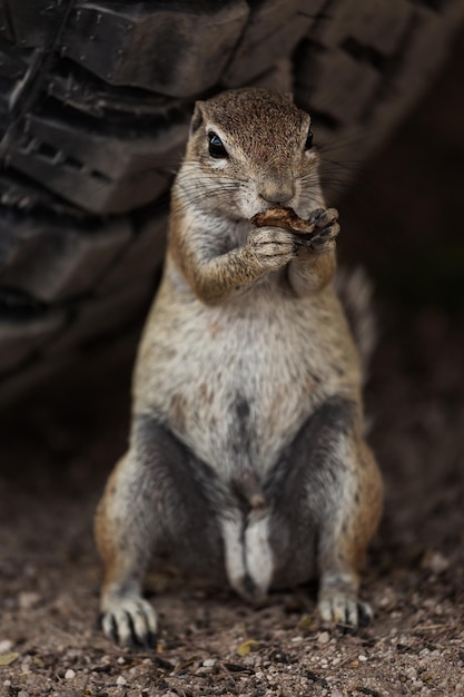 Ritratto di uno scoiattolo in piedi e mangiare Etosha Namibia Messa a fuoco selettiva