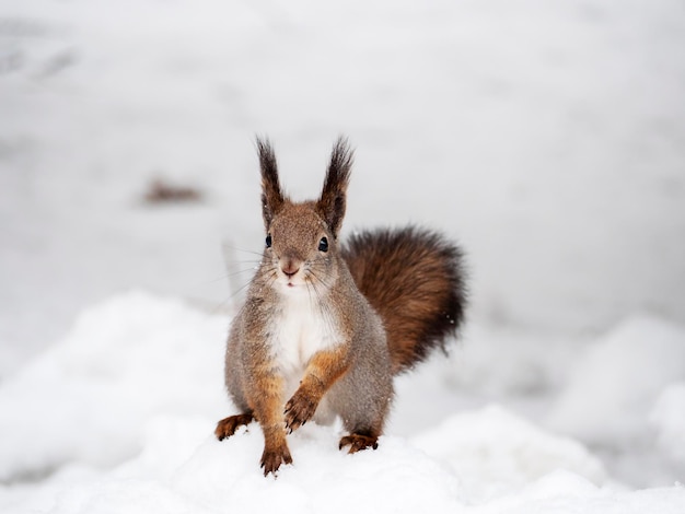 Ritratto di uno scoiattolo nella neve Animali selvatici
