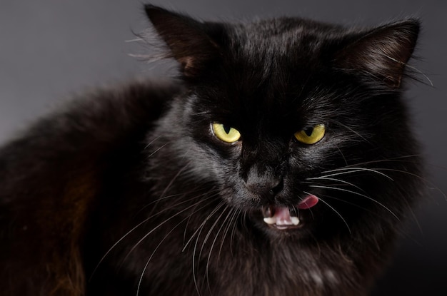 Ritratto di uno splendido gatto nero birichino con occhi gialli luminosi