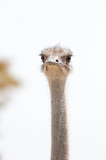 Ritratto di uno struzzo Etosha Namibia