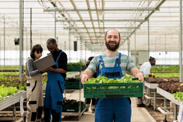 Ritratto di uomo caucasico sorridente in cassa con serra con lotto fresco di lattuga raccolta a mano in ambiente idroponico. Lavoratore agricolo biologico che mostra la produzione giornaliera pronta per la consegna.