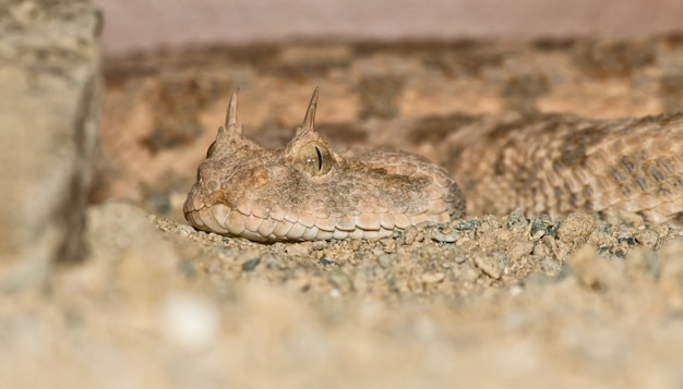 Ritratto di vipera cornuta del deserto