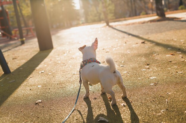 Ritratto di vista posteriore del simpatico cane jack russell in sciarpa che cammina nello spazio della copia del parco autunnale e pla vuoto