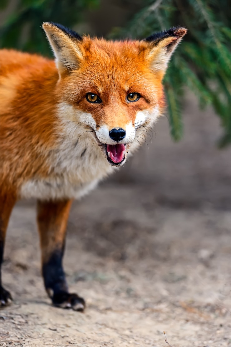 Foto ritratto di volpe in habitat naturale