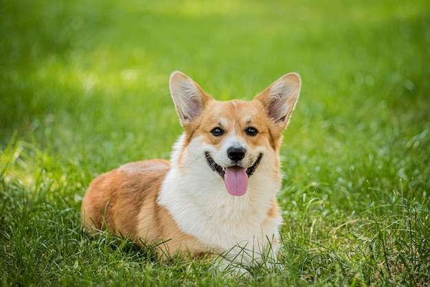 Ritratto di welsh corgi pembroke nel parco cittadino