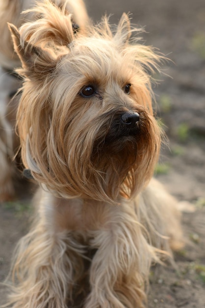 Ritratto di Yorkshire Terrier che guarda lontano