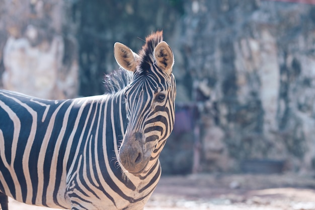 Ritratto di zebra Sfondo naturale