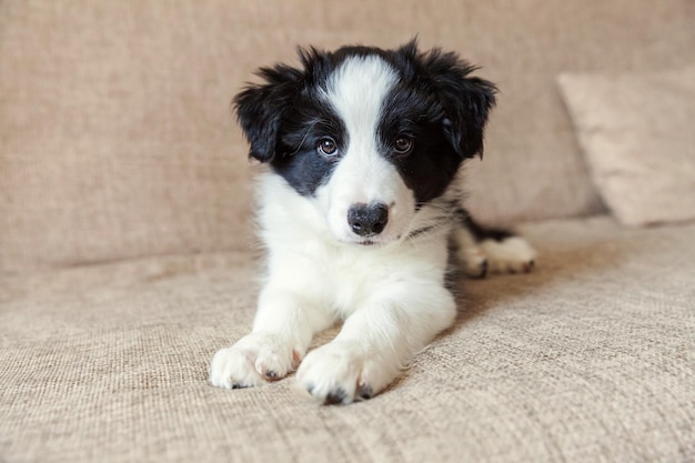 Ritratto divertente del cucciolo di cane smilling sveglio border collie a casa