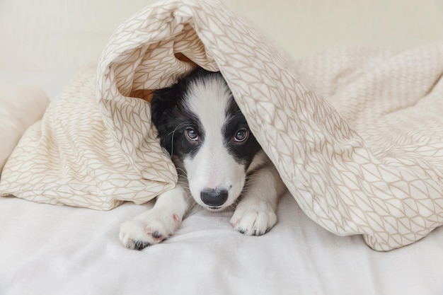 Ritratto divertente del cucciolo di cane smilling sveglio border collie a letto a casa