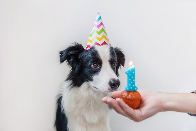 Ritratto divertente del cucciolo sciocco sorridente sveglio di border collie del cucciolo di cane che indossa il cappello sciocco di compleanno che esamina il dolce di festa del bigné con la candela di numero uno isolata sulla parete bianca. Concetto di festa di buon compleanno