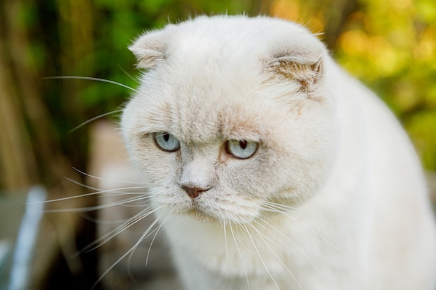 Ritratto divertente del gattino bianco domestico a pelo corto su priorità bassa verde del cortile