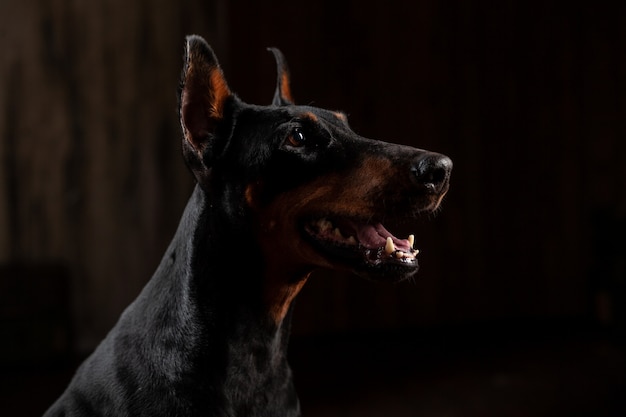 Ritratto divertente del primo piano del cane del doberman