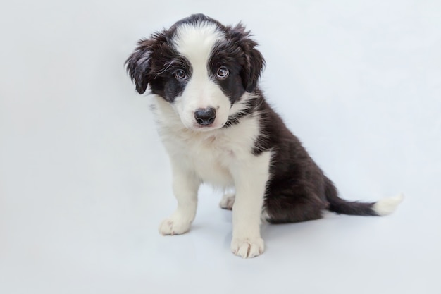 Ritratto divertente dello studio del cucciolo di cane smilling sveglio border collie su bianco