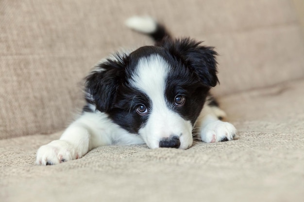 Ritratto divertente di simpatico cucciolo di cane border collie sul divano Nuovo adorabile membro della famiglia piccolo cane a casa che guarda e aspetta Concetto di cura degli animali e animali