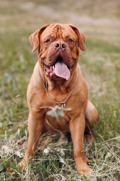 Ritratto Dogue de Bordeaux. Cane mastino francese da compagnia.