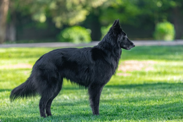 Ritratto estivo di Groenendael-cane nero con sfondo verde. Pastore belga di agilità lavorativa