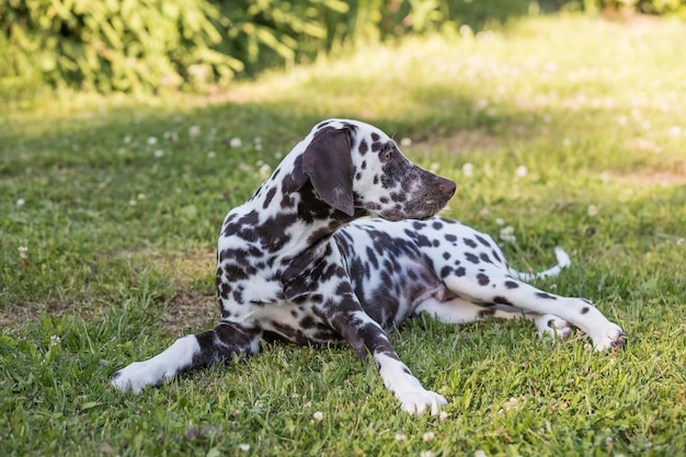 Ritratto estivo di simpatico cane dalmata con macchie marroni Sorridente animale domestico dalmata di razza pura da 101 dalmata Crudelia moviedog giace all'aperto sul prato in estate soleggiata