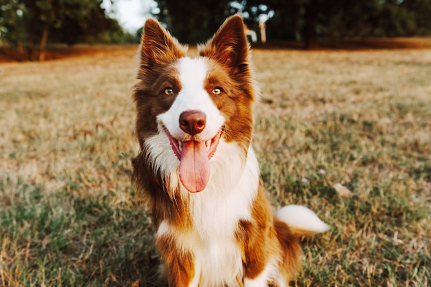 Ritratto felice rosso Border Collie cane contro il prato